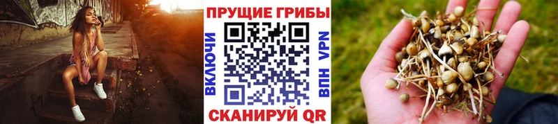 кракен онион где купить наркотик Жуковка Галлюциногенные грибы Psilocybine cubensis